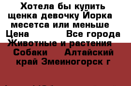 Хотела бы купить щенка девочку Йорка 2 месетса или меньше › Цена ­ 5 000 - Все города Животные и растения » Собаки   . Алтайский край,Змеиногорск г.